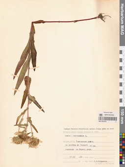 MAG 0012434