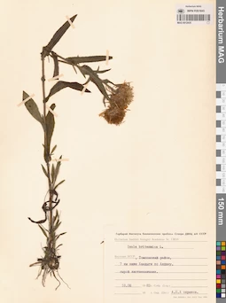 MAG 0012435