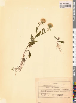 MAG 0012436