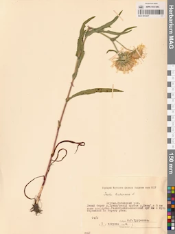 MAG 0012437