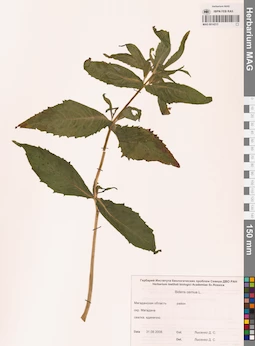 MAG 0014215