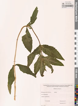 MAG 0014217