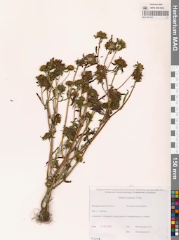MAG 0014221