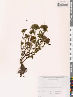 MAG 0014223