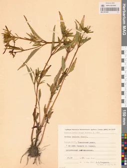 MAG 0014229