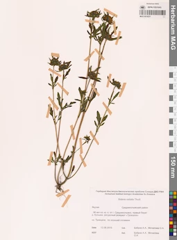 MAG 0014231