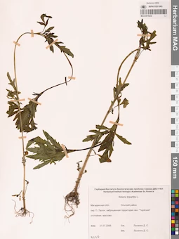 MAG 0014232