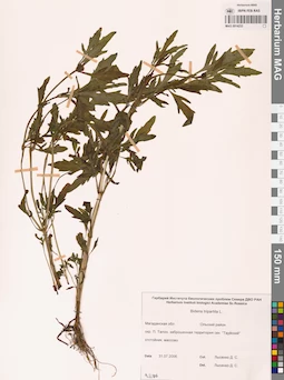MAG 0014233