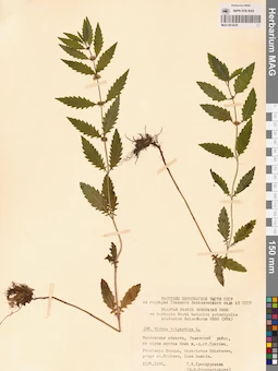 MAG 0014235