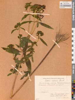 MAG 0014236