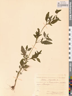 MAG 0014239
