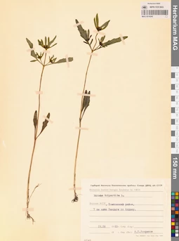 MAG 0014240
