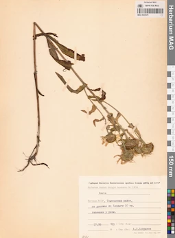 MAG 0022579