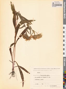 MAG 0022580