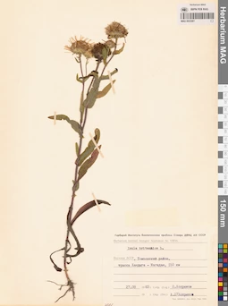 MAG 0022581