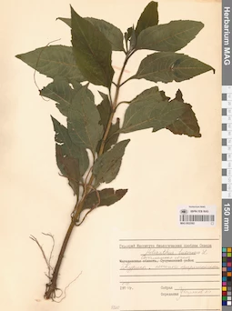 MAG 0022582
