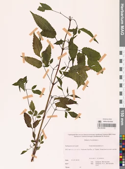 MAG 0022585