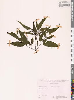 MAG 0022586