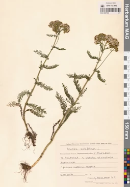 MAG 0007009