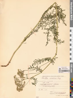 MAG 0007015