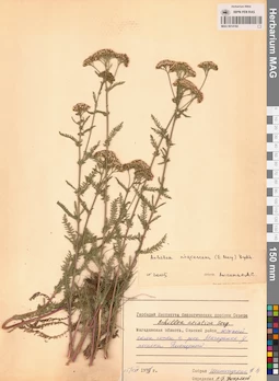 MAG 0014182