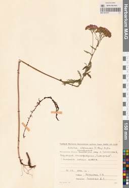MAG 0014187