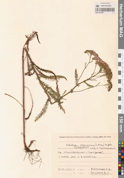 MAG 0014189