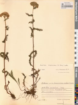 MAG 0014190