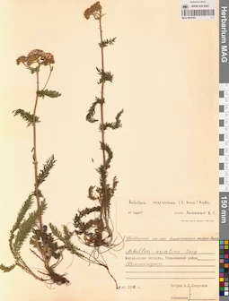 MAG 0014191