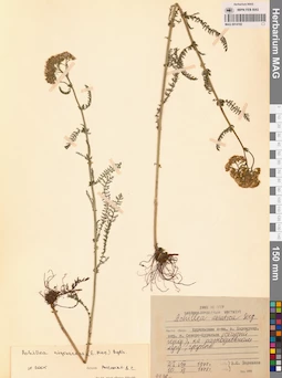 MAG 0014192
