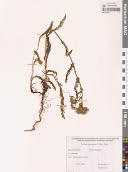 MAG 0014193