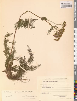 MAG 0014195