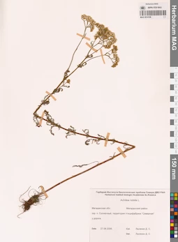 MAG 0014196