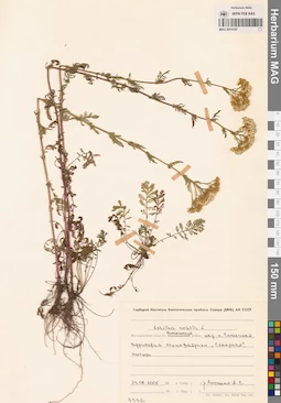 MAG 0014197