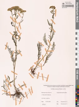 MAG 0014203