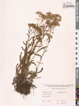 MAG 0014205