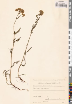 MAG 0014206