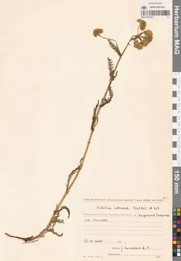 MAG 0014207