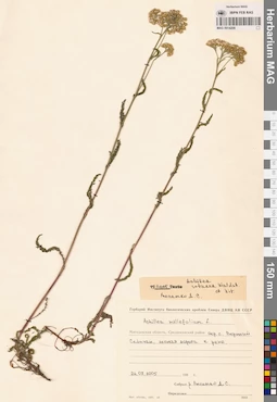 MAG 0014208