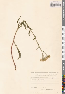 MAG 0014210