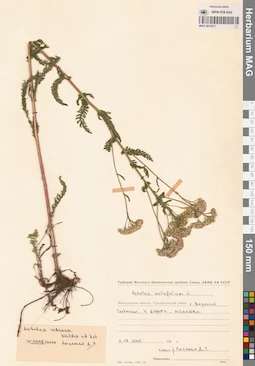 MAG 0014211