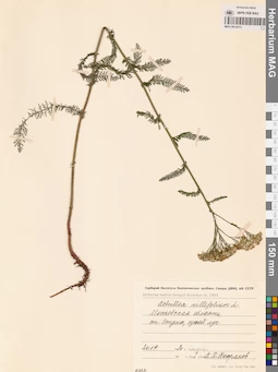 MAG 0014213