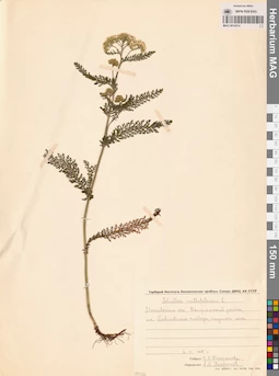 MAG 0014214