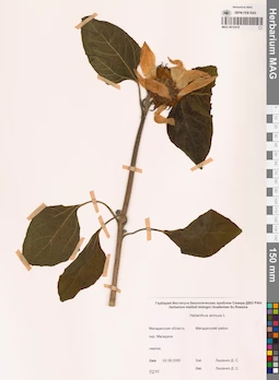MAG 0012419