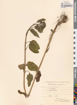 MAG 0012420