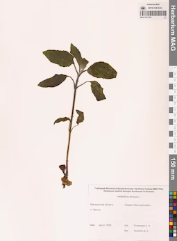 MAG 0012422