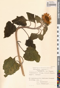 MAG 0012423