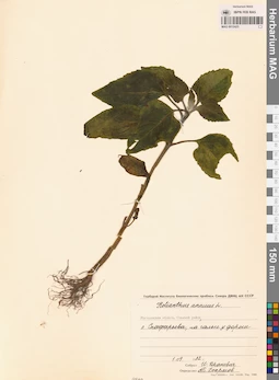 MAG 0012425