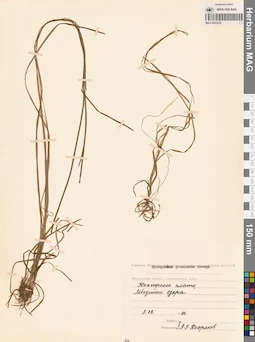 MAG 0003238