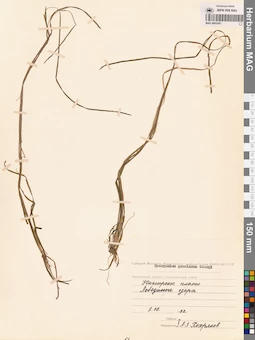 MAG 0003241
